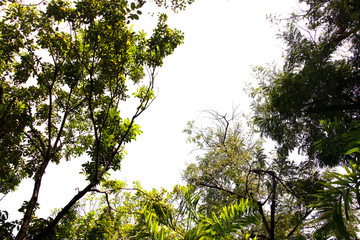 treetop isolated on white background