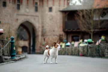 little dog at the castle. Jack Russell Terrier in nature. Traveling with a pet, city, Europe