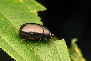 Bettle with close up view.