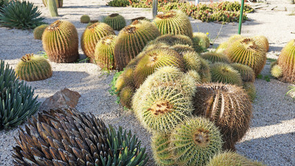 Park of cacti in Barcelona. In Barcelona, a large collection of cacti from around the world, they...