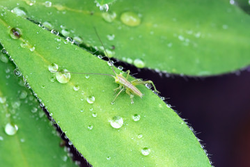 green grasshopper piece next to dew drops