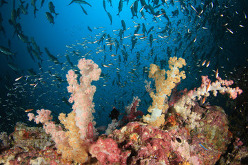 Fish on underwater coral reef  