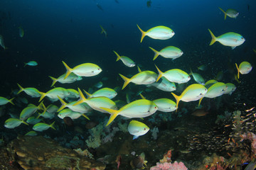 Fototapeta na wymiar Fish on underwater coral reef 
