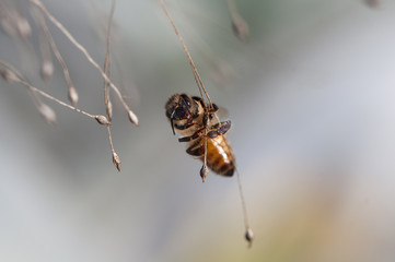 honey bee dancing on a string of dry grass