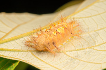 Caterpillar close up view.