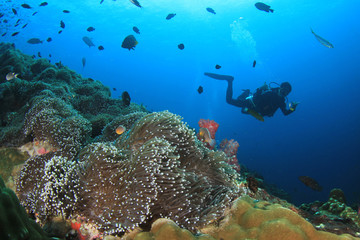 Naklejka na ściany i meble Scuba dive over coral reef 