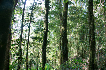 group of tree in forest