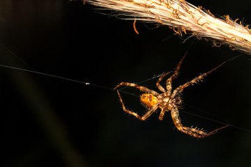 Spider with close up view.