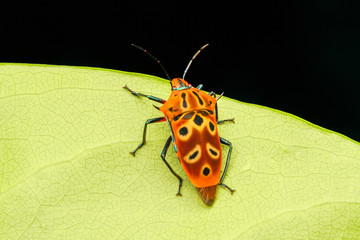 Assassin bettle with close up view.