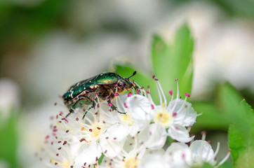Beetle cetonia aurata sitting on flowers hawthorn