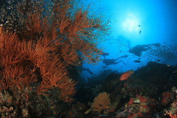 Fototapeta na wymiar Scuba dive over coral reef 