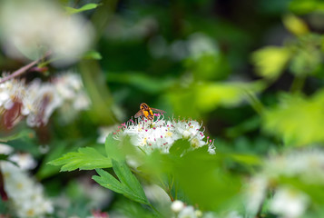 male bee sitting on flowers hawthorn, closeup