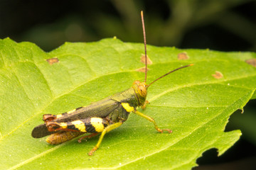 Grasshopper with close up view.