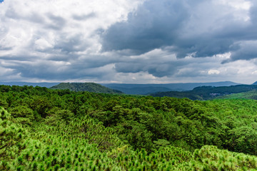 Obraz premium forest view from above