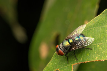Flies with close up view.