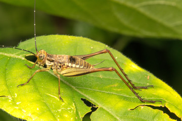 Cricket with close up view.