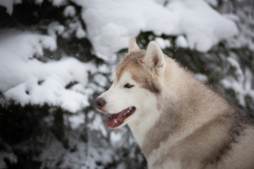 Cute and free beige dog breed siberian husky lying on the snow in the fairy winter forest