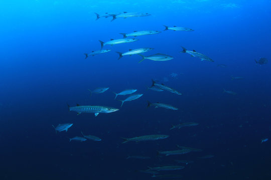 Fish on underwater coral reef  
