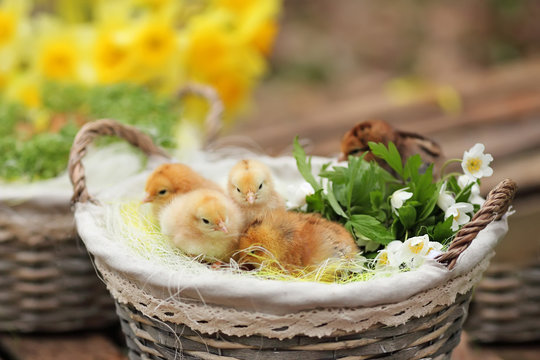 Beautiful little chickens in a wattled basket in a garden. Closeup  image. Soft fokus