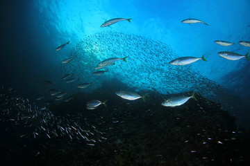 Fototapeta na wymiar Sardines and Mackerel fish 