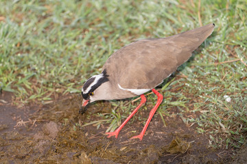 Crowned Plover in Serengeti Tanzania