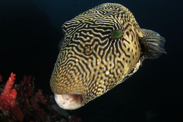 Giant Puffer Fish 