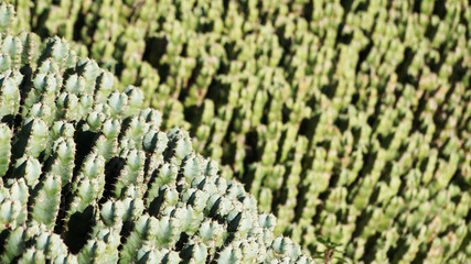 Park of cacti in Barcelona. In Barcelona, a large collection of cacti from around the world, they grow in a park of cacti. Cacti grow under the hot sun in the desert.