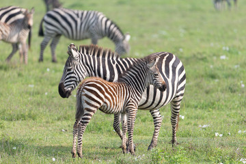 Common Zebra in the Serengeti National Park