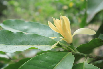 Champaka Flowers and Green Leaves