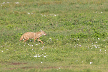 Golden Jackal or Golden Wolf in Tanzania, Africa
