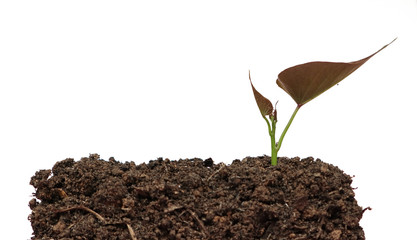 Green sprout growing out from soil on white background