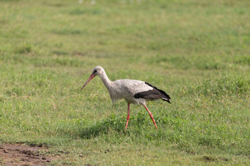 Obraz na płótnie Canvas White Stork in Serengeti Tanzania