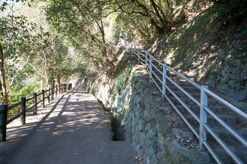 森の散歩道・石段
