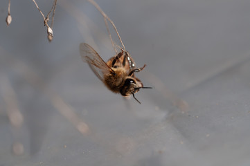 honey bee dancing on a string of dry grass