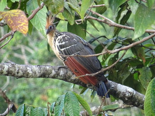 Ecuador 2018