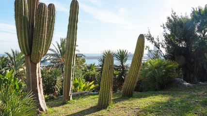 Park of cacti in Barcelona. In Barcelona, a large collection of cacti from around the world, they grow in a park of cacti. Cacti grow under the hot sun in the desert.