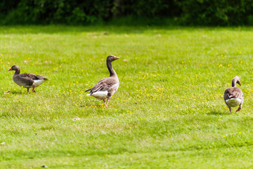 Geese on a golf course in Kent