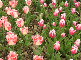 Multi-colored garden tulips close-up