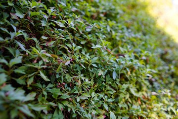 Slope ground leaves green as background