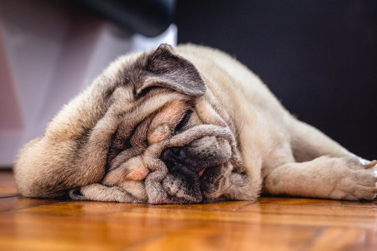 Close-up of a Pug dog's face. Fat dog with many wrinkles on his face. Dog with funny face. Background image for humor, sad dog.