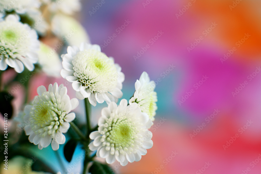 Wall mural white chrysanthemum on a colorful background. macro. a bush of white chrysanthemum on a colorful bac