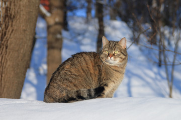 Naklejka na ściany i meble Cat walking on fresh snow in the forest.
