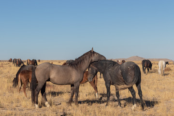 Wild Horses in the Utah Desert