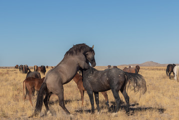 Fototapeta premium Wild Horses in the Utah Desert