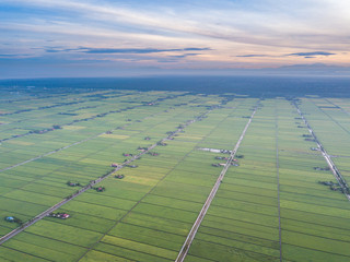 Paddy field with aerial view.