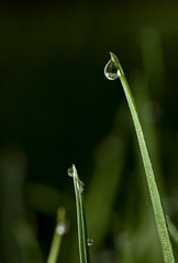 Drop on grass top