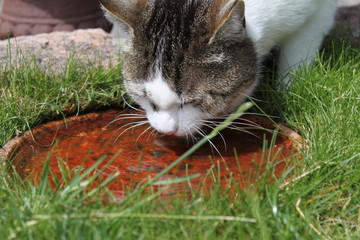 Katze säuft Wasser aus Schale