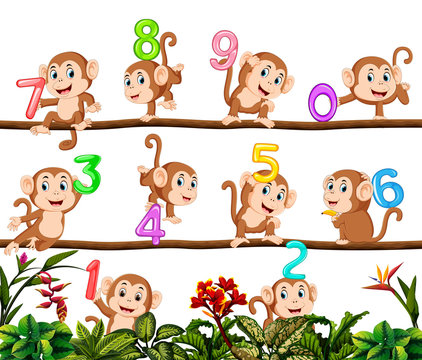 Let's count with monkey