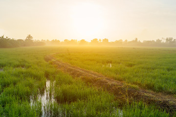 Beautiful curve path among rice field.