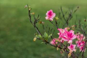 Obraz na płótnie Canvas Flowering shrub in spring